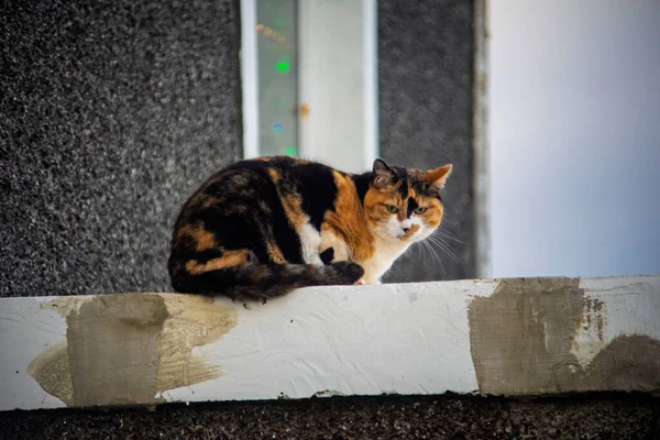 Dışarıdaki beton çıkıntıda oturan Calico kedisi.