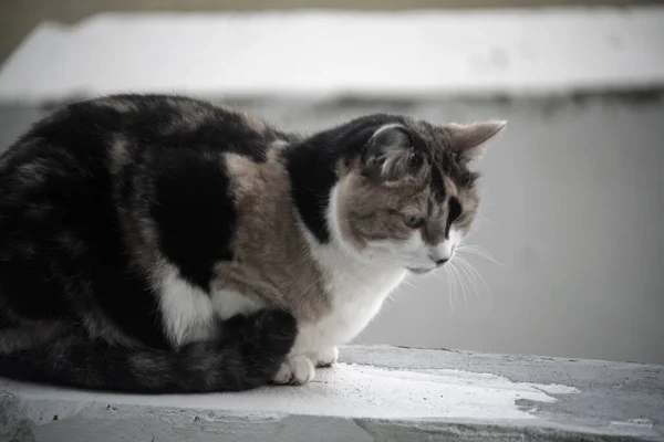 Beton çıkıntıda oturan evcil kedi