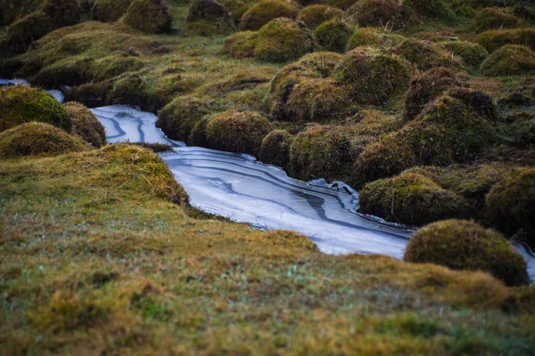 Kış manzarasında yosunlu otların arasında donmuş bir dere
