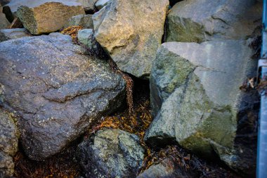 Deniz yosunlarıyla Islak Kıyı Kayalıkları