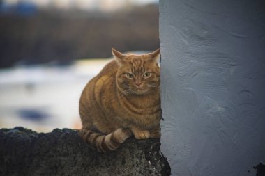 Kızıl Kedi Taş Duvarda Oturuyor