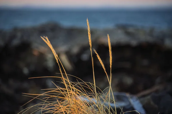 Dry Grass in Sunset Light by the Sea