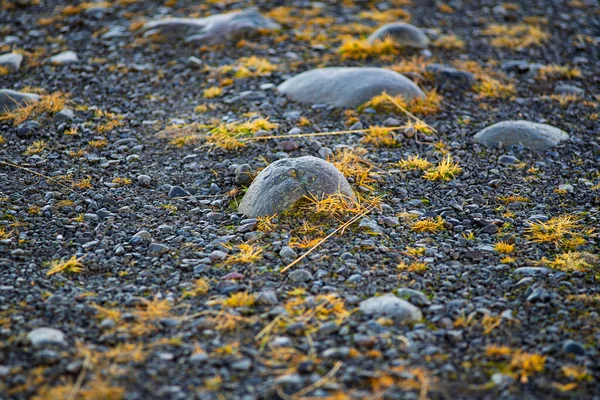 Akranes, İzlanda yakınlarındaki volkanik zeminde çakıl taşları ve kuru otlar.
