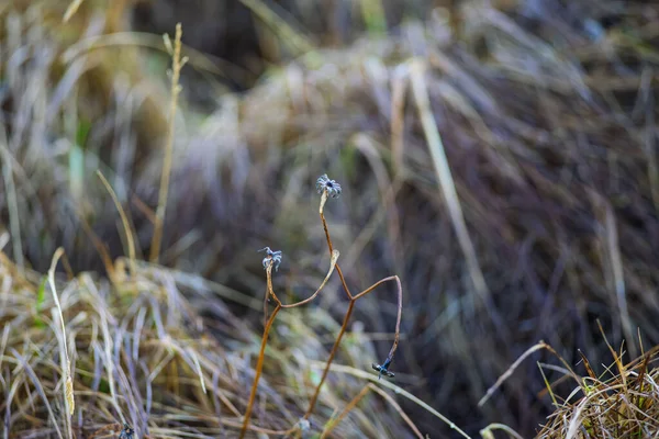 Kurumuş çimenler sonbahar tarlasında, Akranes, İzlanda