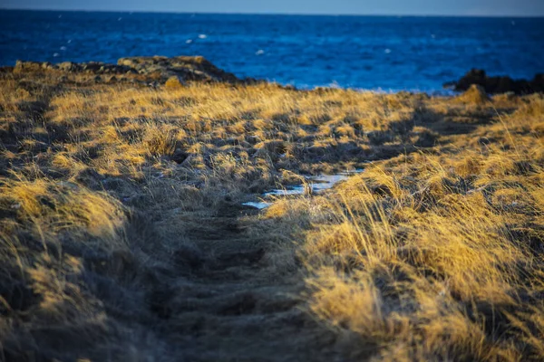 Akranes, İzlanda yakınlarındaki sahil otlakları