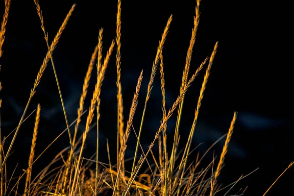 Sıcak güneş ışığında altın kuru otlar