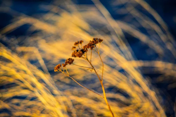 Kuru kır çiçekleri altın çimenlere karşı