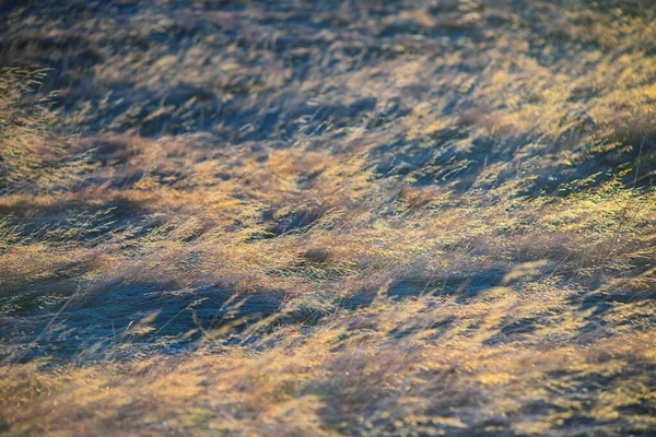 Gün batımında altın kuru çimen tarlası