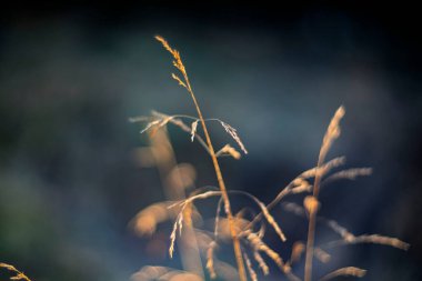 Bokeh 'e Karşı Altın Kurutulmuş Çimen Yumuşak Odaklı Makro
