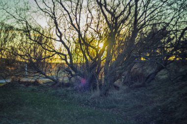 Çıplak ağaçların arasından parlayan güneş ışığı