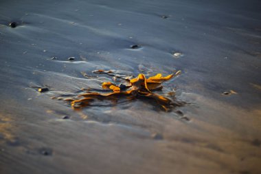 Islak kumlu sahilde altın deniz yosunu