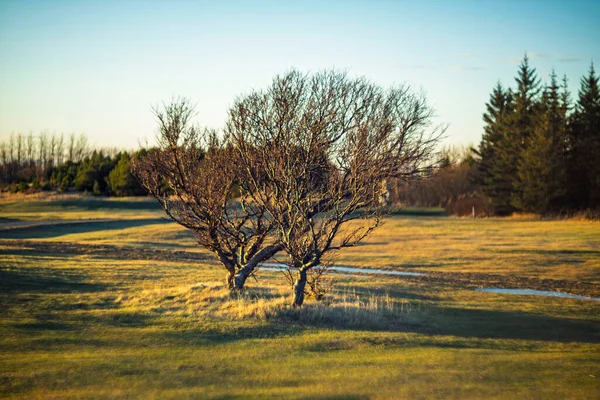Yeşil alanda yapayalnız bir ağaç