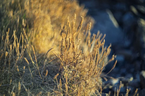 Yumuşak güneş ışığında altın kuru otlar