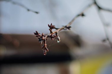 Sabah Buğusunda Örümcek Ağı ve Çiyli Kış Tomurcukları Macro 'su