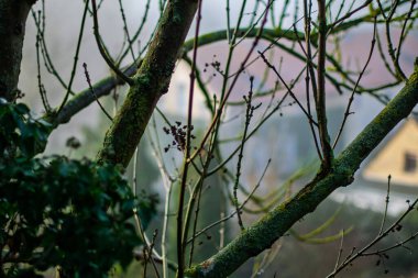 Arka planda Bulanık Avrupa Evleriyle Yosun Ağacı Dalları