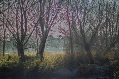 Güneşin Doğuşu Puslu ve Uzak Silueti Olan Sisli Kış Ormanı Sınırı