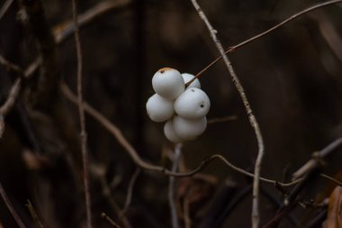 Kış Yaprakları 'nda Beyaz Kar Böğürtlenleri (Symphoricarpos) kümesi