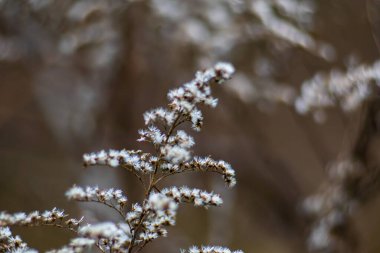 Kış Makro 'sunda Kurumuş Altın Başların Yumuşak Beyaz Tohum Başları