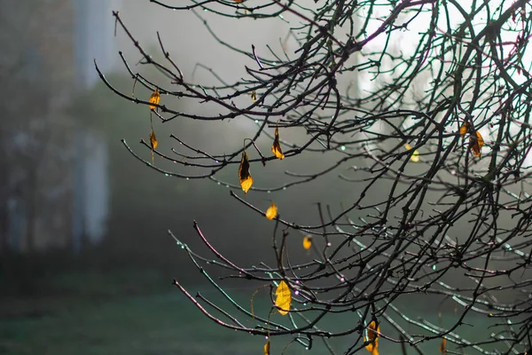 Çıplak Kış Dalları 'ndan Makro Sabah Sisteminde Son Sarı Yapraklar