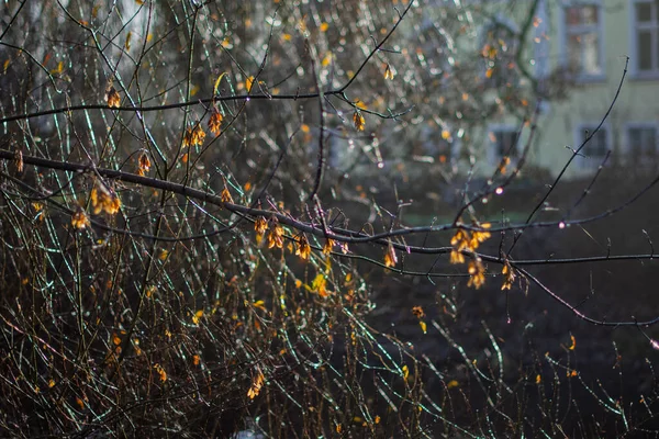 Karanlık Dallar ve Sarı Yapraklar 'ın Macro' su Kışın Bulanık Bina 'ya Karşı