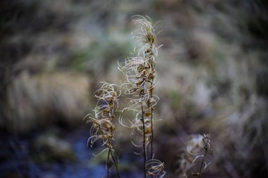 Vahşi Çimen Tohum Başlıklarının Yumuşak Bokeh Arkaplanlı Soyut Makro 'su
