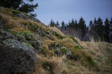 Rugged Mossy Hillside Overlooking a Coniferous Forest
