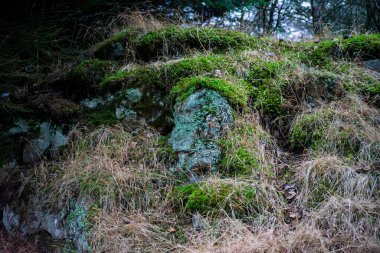 Yosunlu Kaya oluşumları ve Kış Çimeni Kozalaklı Ormanda