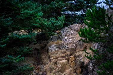 Vahşi bir arazide engebeli kaya oluşumları ve Evergreen Ağaçları