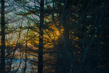 Altın Saatteki Yoğun Orman Ağaçları Arasında Güneş Işığı Parlıyor