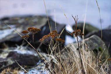 Kışın kurumuş kahverengi kır çiçekleri ve çimenleri bulanık kayalıklara yakın. Soğuk doğal ortamda mevsimlik bitki örtüsü
