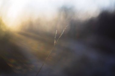 Minimalist kuru ot sapı ruhani mercekli altın güneş ışınları ve rüya gibi arka planla aydınlatılıyor.