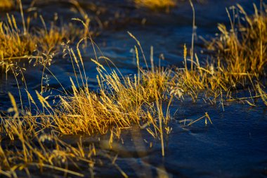 Altın Kuru Çim Sazları Koyu Mavi Donmuş Suyun içinde Güzel Bokeh ile yakın plan çekimde
