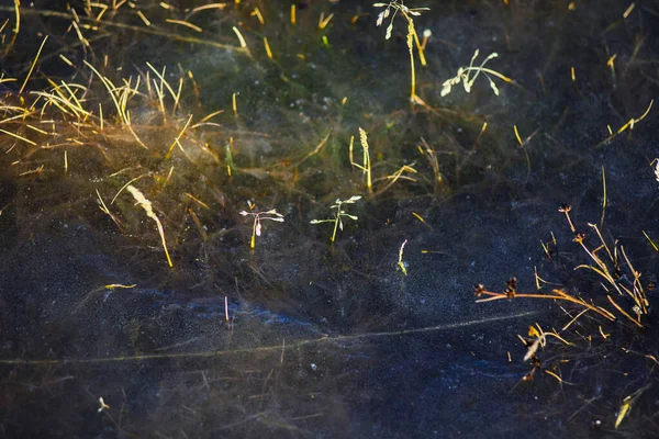 Kuru Çimen ve Bitkilerin Yakın Çekimi Kış Doğasında Buz Katmanı Altında Dondu