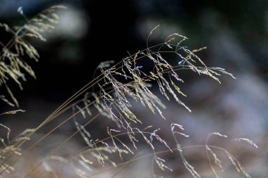 Kuru, koyu kahverengi arka plan, sonbaharın güzel doğal dokusu ya da ilkbahar çayırının başları karşısında altın kuru otların makro çekimi.