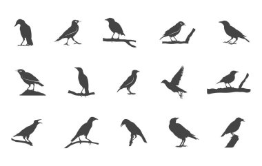 Myna bird svg, Myna bird silhouette, Myna birds vector, Myna birds drawing, Myna svg, Myna silhouette.