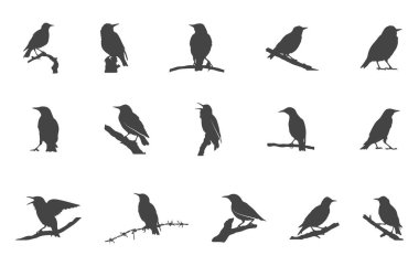 Starling bird svg, Starling birds silhouette, Common starling svg, European starling svg, Starling svg, Starling birds vector. 