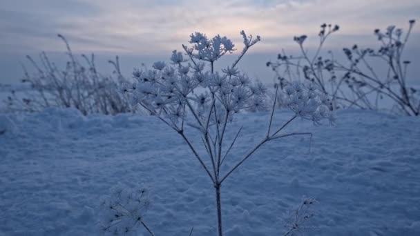 Sneeuw bedekte vorig jaar gras — Stockvideo