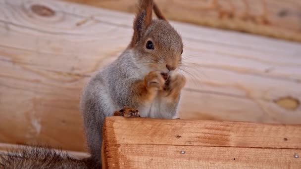 Squirrel chews walnut — Stock Video