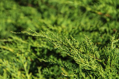 Yakın çekim, makro çekim. Parlak yeşil ardıç ya da selvi yaprağının detaylı dokusunu yakalıyor. Fotoğraf, ince, iğneye benzer pulları olan ve yoğun, canlı yeşil desenler oluşturan ebedi yeşil dalları içeriyor.. 