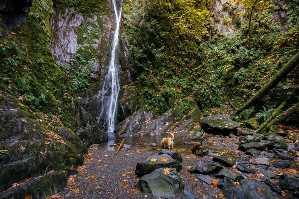 Дві собаки оберіть напій на Ніагарський водоспад у Goldstream, поблизу Вікторія, БК. — стокове фото