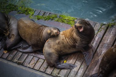Deniz Aslanları Newport, Oregon