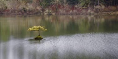 Ağaç peri Gölü, bağlantı noktası Renfrew, M.ö., Vancouver Adası, M.ö.