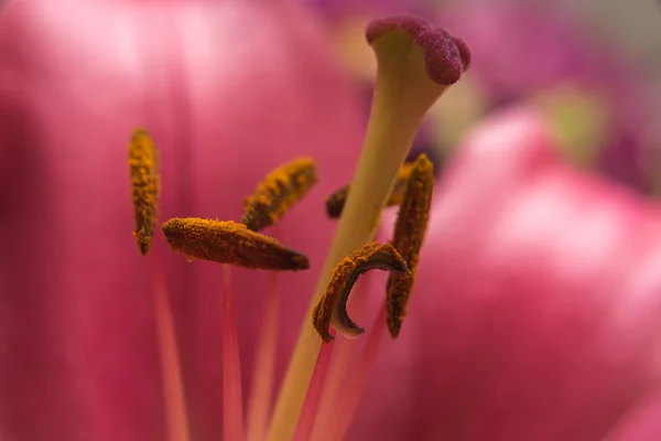 Dentro un giglio — Foto Stock