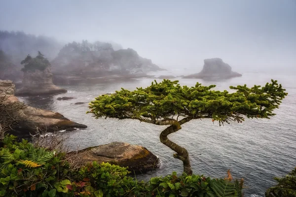 Bonsai-Baum am Kap Schmeichelei, olympische Halbinsel, Washington State — Stockfoto