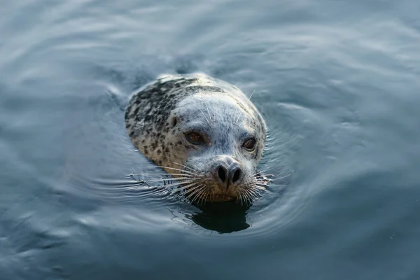 Seal at Fisherman 's Wharf, Victoria, BC — стоковое фото