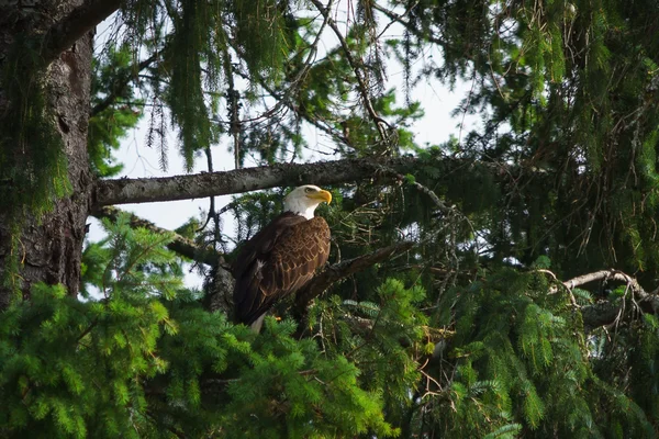 Águila calva en el árbol — Foto de Stock