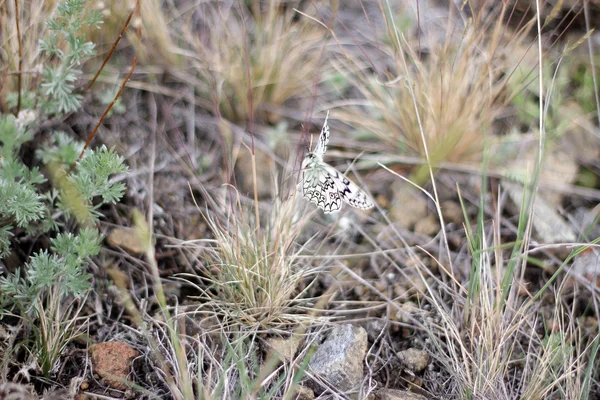잔디에 흑인과 백인 나비 — 스톡 사진