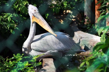 Pelikan bir kafes içinde