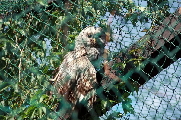 Ural owl in cage — Stock Photo, Image