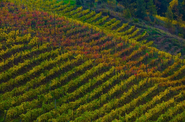 Виноградники в Ланге осенью — стоковое фото